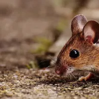 mouse crawling on ground