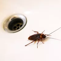 cockroach in sink