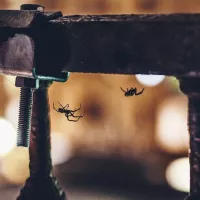 spiders hanging from pipe