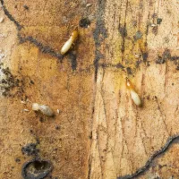 3 termites on tan wood