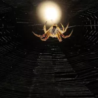 Large spider on web