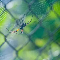 A common spider from California sitting on a web