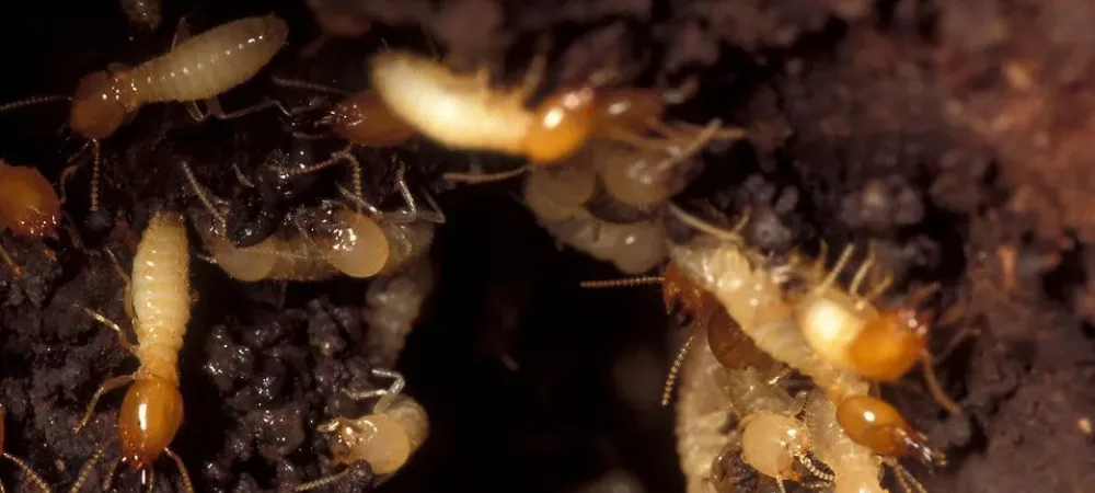 Termites crawling in soil