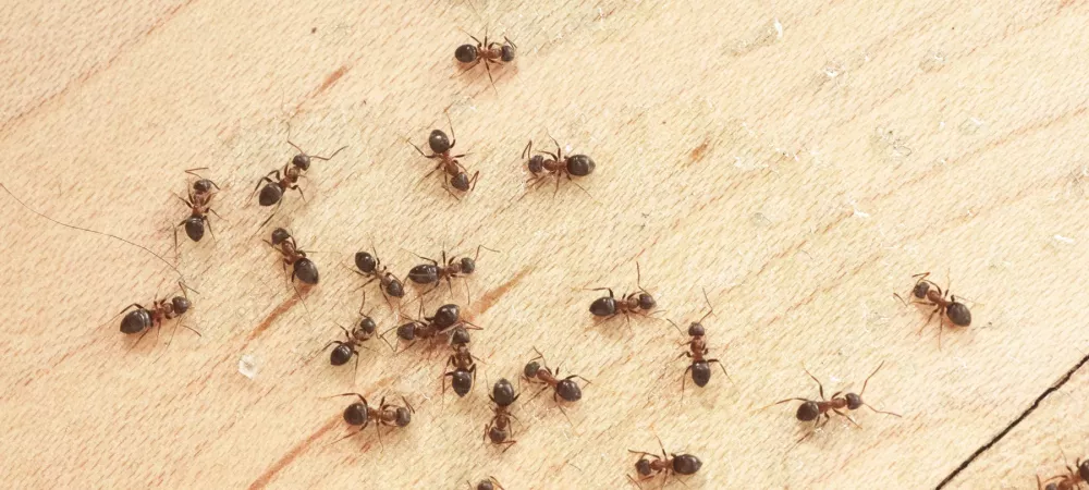 colony of black ants on wood flooring