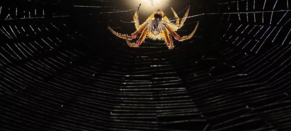 Large spider on web