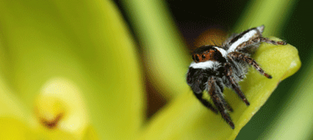 White spotted jumping spider