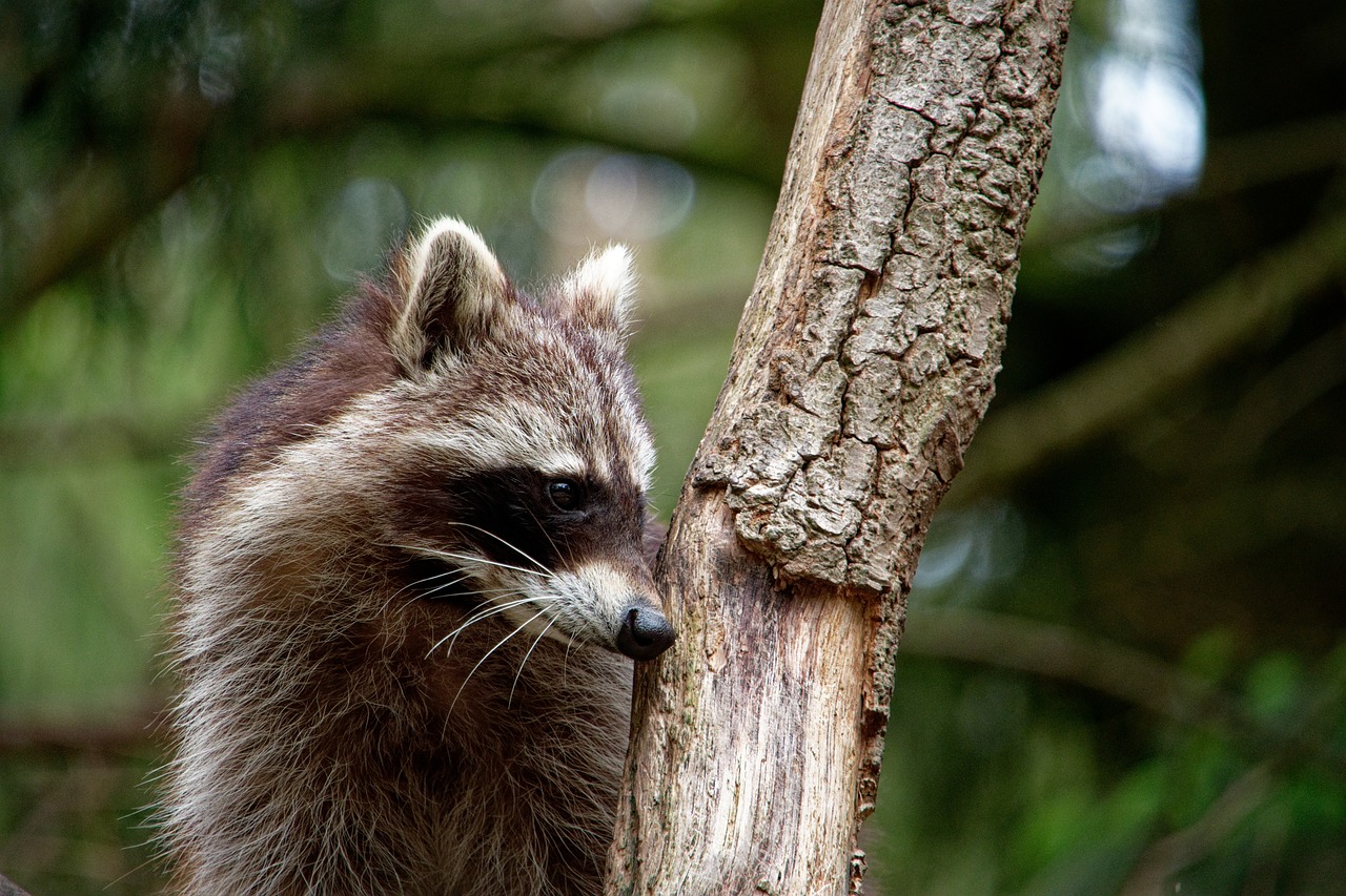 Raccoon setting next to branch