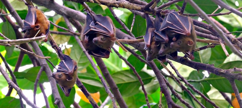 Several bats hanging from a tree